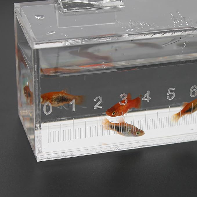 Fish Viewing Box Container with Lid and Scale, Acrylic Portable Fishing Mini Aquarium, Small Fish Breeder Hatching Boxes, Safe Tank Case for Breeding Egg Photo Isolation Outdoor Indoor