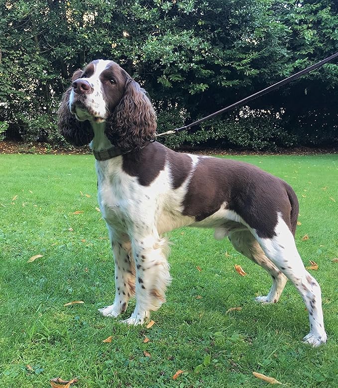 FAIRWIN Genuine 5Ft Leather Dog Leash Leads Rope for Large/Medium/Small Dogs Training/Walking (S - 5 ft x 3/8 inch, Reddish Brown)