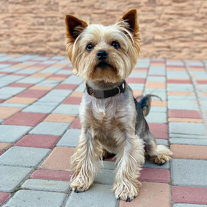 AirTag Dog Collar for Small Medium Large Breed - Adjustable Cute Pattern Dog Collar with Airtag Holder - Soft Leather Tracker GPS Apple Air Tag Pet Collars (Small, 12"-15" Neck Fit, Leopard)